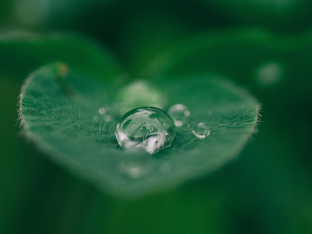 Обои вода, макро, капли, капля, лист, растение, лист.капля, water, macro, drops, drop, sheet, plant, sheet.drop разрешение 3840x2400 Загрузить