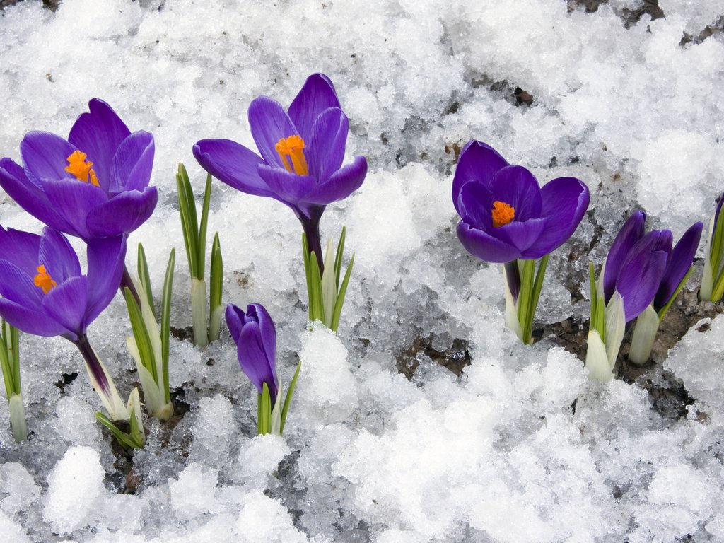 Обои цветы, снег, весна, крокусы, первоцветы, flowers, snow, spring, crocuses, primroses разрешение 3840x2400 Загрузить