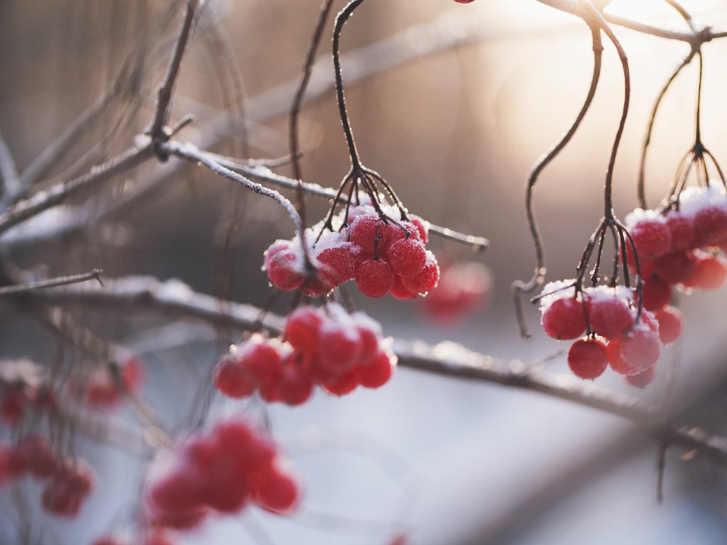 Обои природа, зима, ветки, размытость, ягоды, рябина, nature, winter, branches, blur, berries, rowan разрешение 3840x2400 Загрузить