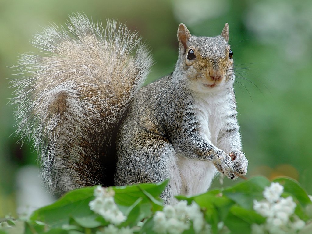 Обои природа, фон, цвет, белка, хвост, хвостик, белочка, грызун, nature, background, color, protein, tail, ponytail, squirrel, rodent разрешение 1920x1200 Загрузить