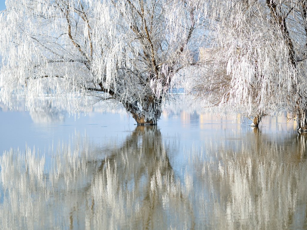 Обои озеро, природа, зима, отражение, иней, ивы, lake, nature, winter, reflection, frost, willow разрешение 3840x2400 Загрузить