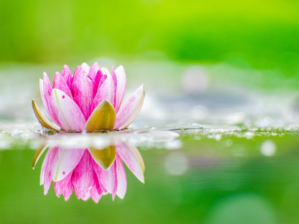 Обои цветок, лепестки, лотос, пруд, flower, petals, lotus, pond разрешение 2880x1800 Загрузить