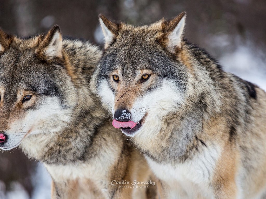 Обои зима, хищники, волки, стая, winter, predators, wolves, pack разрешение 1920x1080 Загрузить