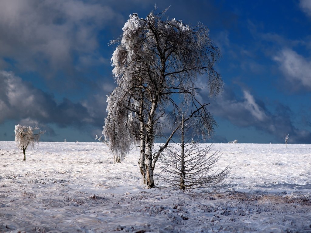 Обои небо, облака, деревья, природа, зима, пейзаж, the sky, clouds, trees, nature, winter, landscape разрешение 2560x1600 Загрузить