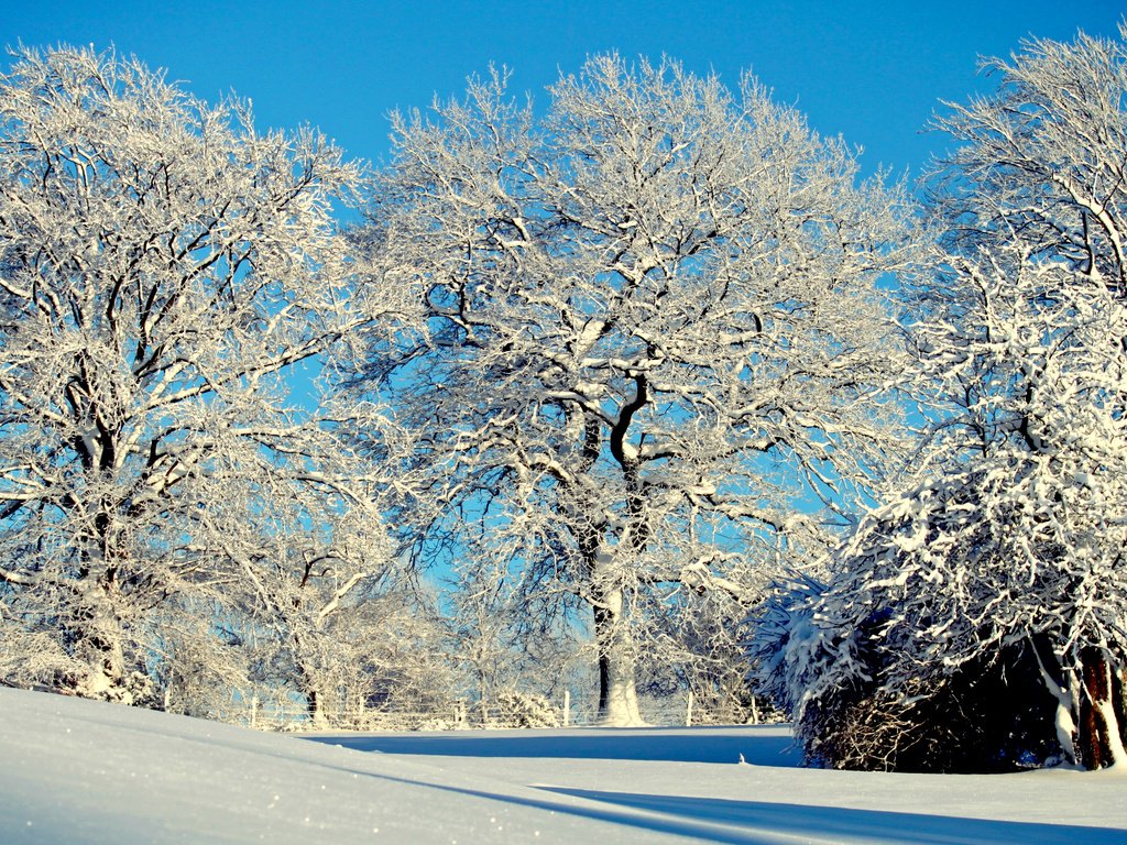 Обои деревья, снег, природа, зима, trees, snow, nature, winter разрешение 3840x2400 Загрузить