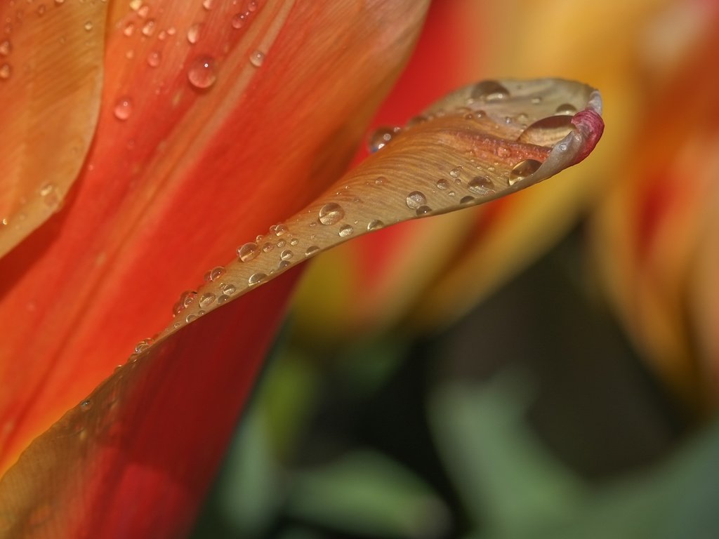 Обои макро, цветок, роса, капли, лепестки, тюльпан, macro, flower, rosa, drops, petals, tulip разрешение 2496x1664 Загрузить