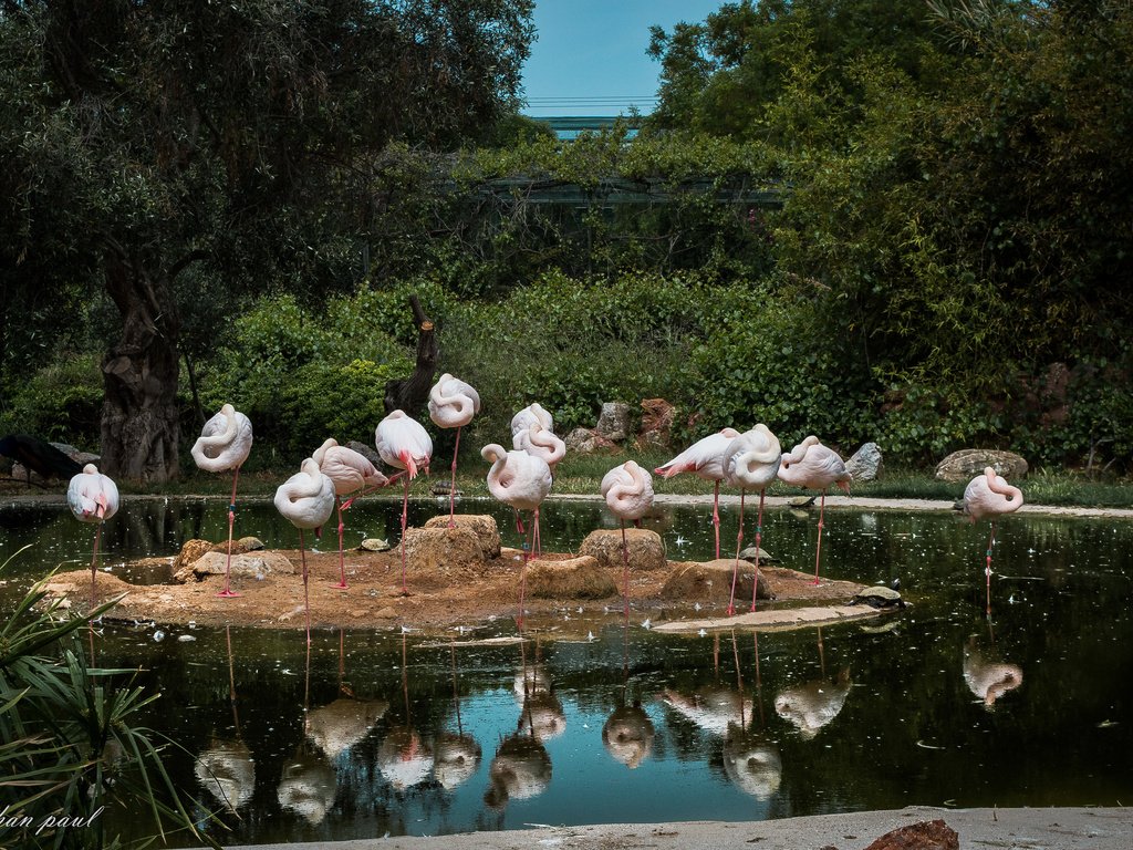 Обои вода, отражение, фламинго, птицы, water, reflection, flamingo, birds разрешение 6016x3768 Загрузить