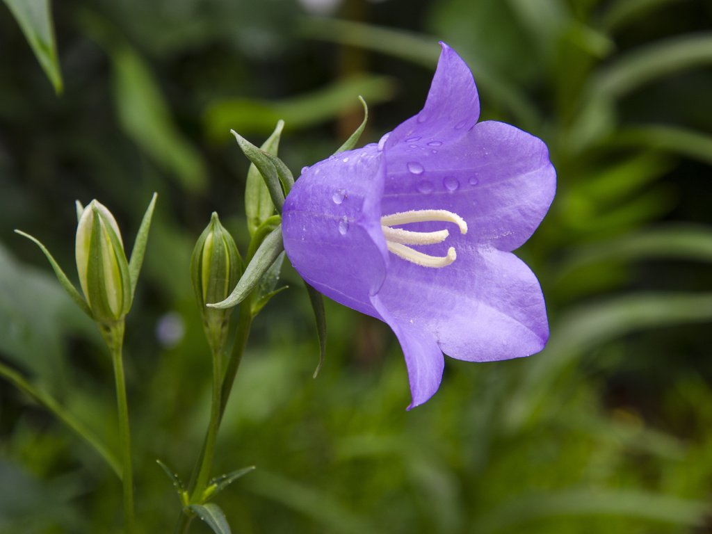 Обои цветы, природа, капли, колокольчик, flowers, nature, drops, bell разрешение 4928x3264 Загрузить