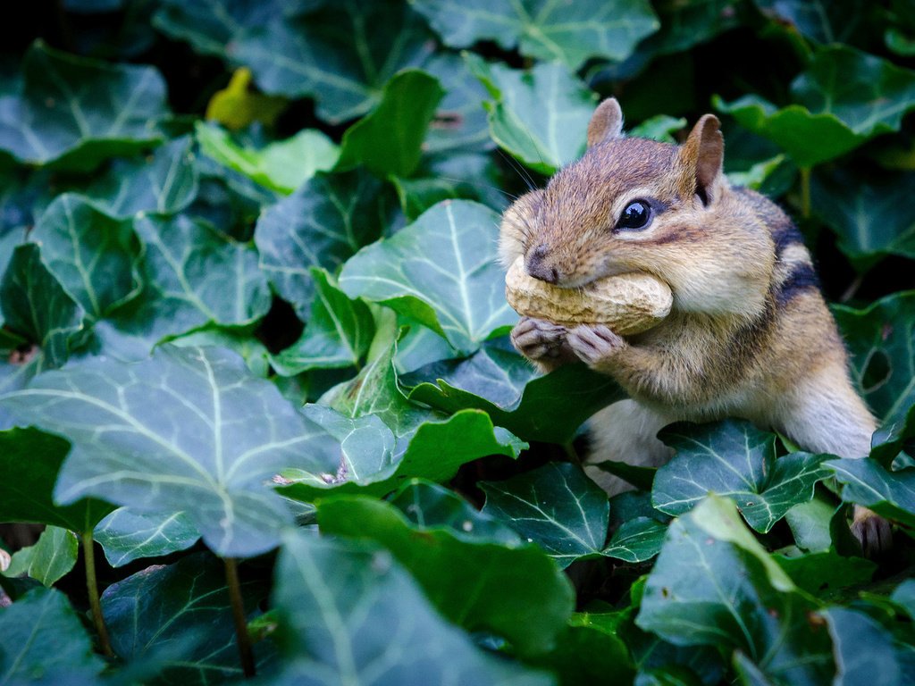 Обои листья, растение, орех, дикая природа, арахис, бурундук, грызун, leaves, plant, walnut, wildlife, peanuts, chipmunk, rodent разрешение 1920x1080 Загрузить