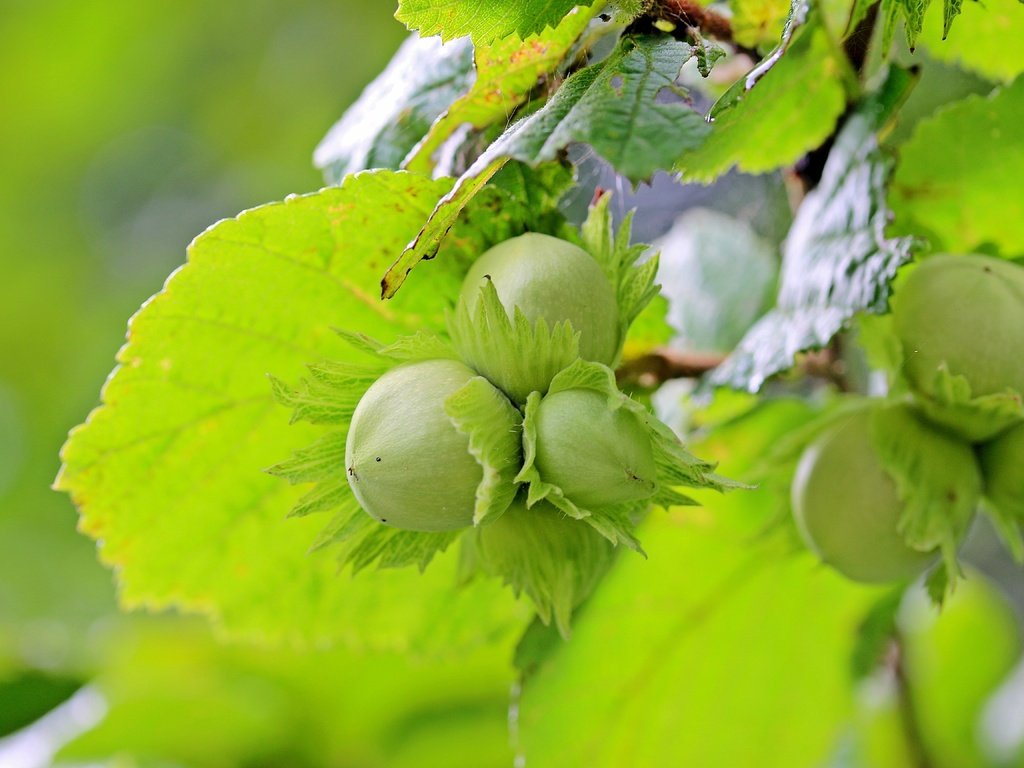 Обои листья, орехи, фундук, лесной орех, лещина, leaves, nuts, hazelnuts, hazelnut, hazel разрешение 5184x3456 Загрузить