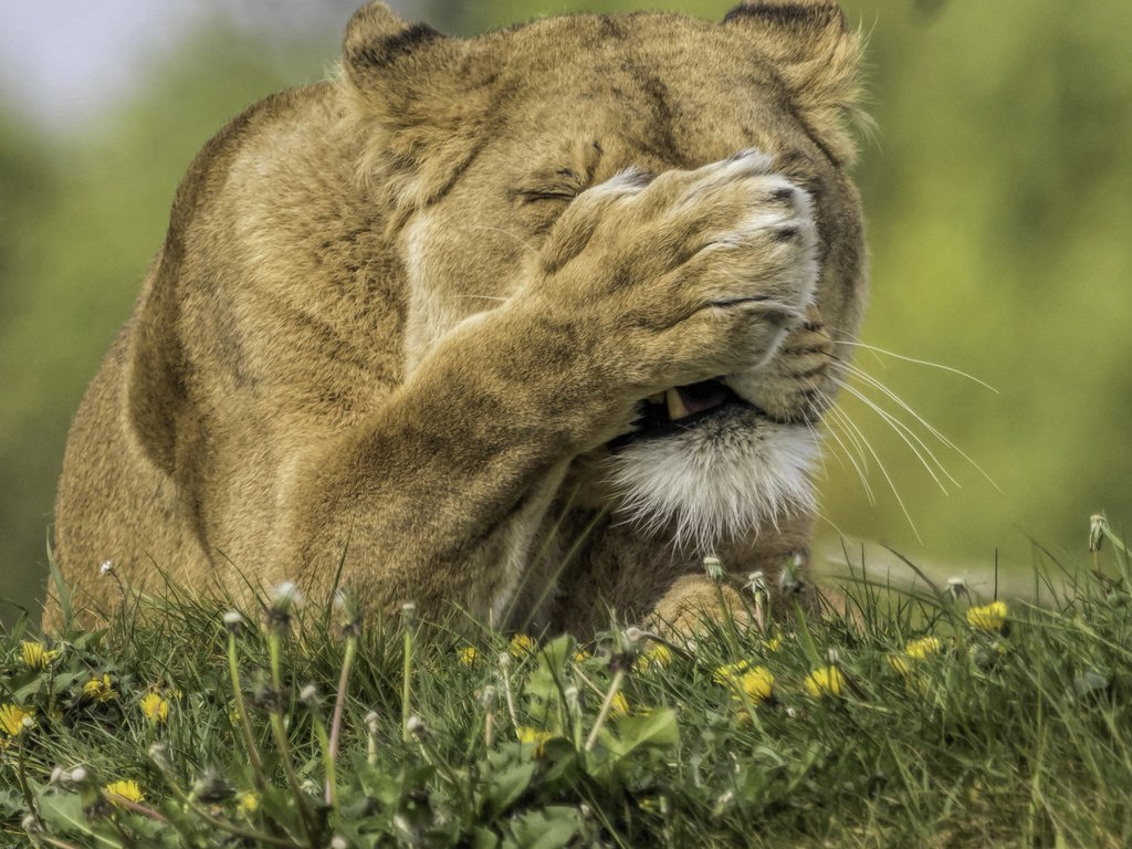 Обои цветы, трава, хищник, одуванчики, лев, лапа, львица, flowers, grass, predator, dandelions, leo, paw, lioness разрешение 2823x2556 Загрузить