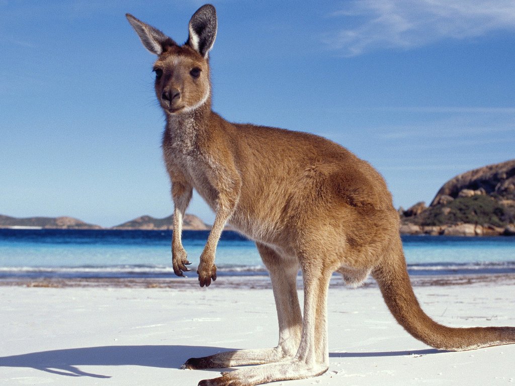 Обои песок, пляж, кенгуру, sand, beach, kangaroo разрешение 1920x1080 Загрузить