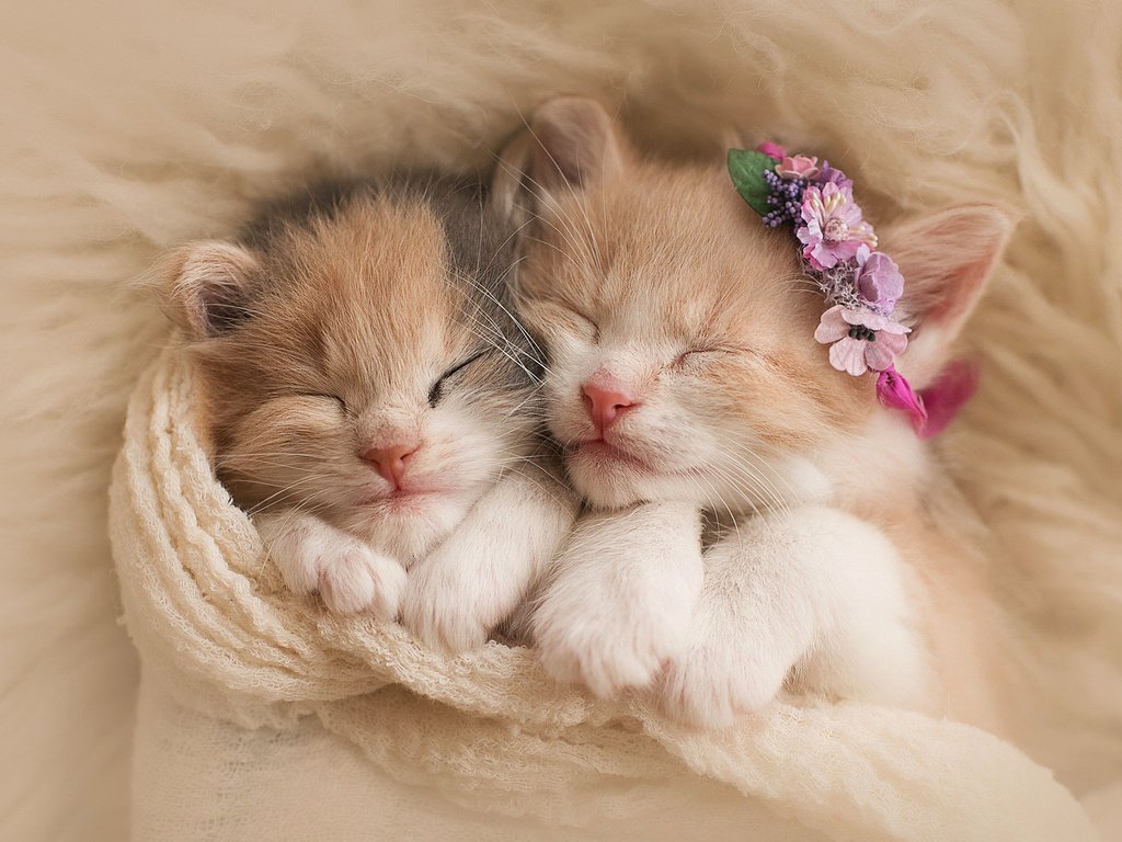 Обои цветы, сон, пара, кошки, котята, венок, мех, шарф, flowers, sleep, pair, cats, kittens, wreath, fur, scarf разрешение 2048x1463 Загрузить