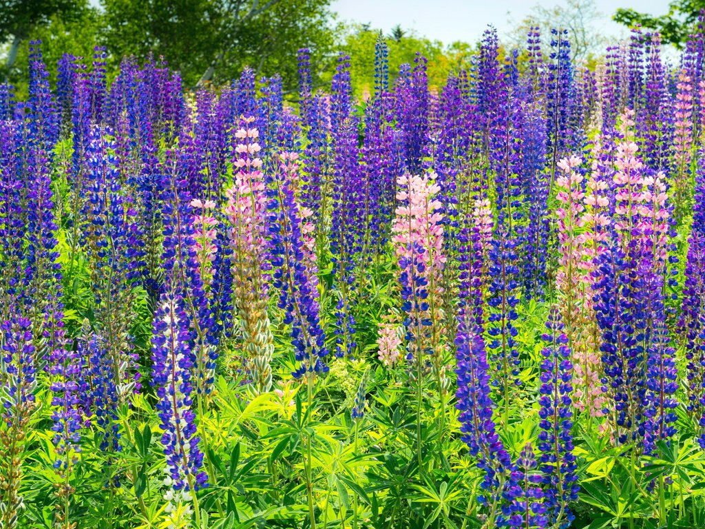 Обои цветы, растения, поляна, люпины, flowers, plants, glade, lupins разрешение 5800x3300 Загрузить