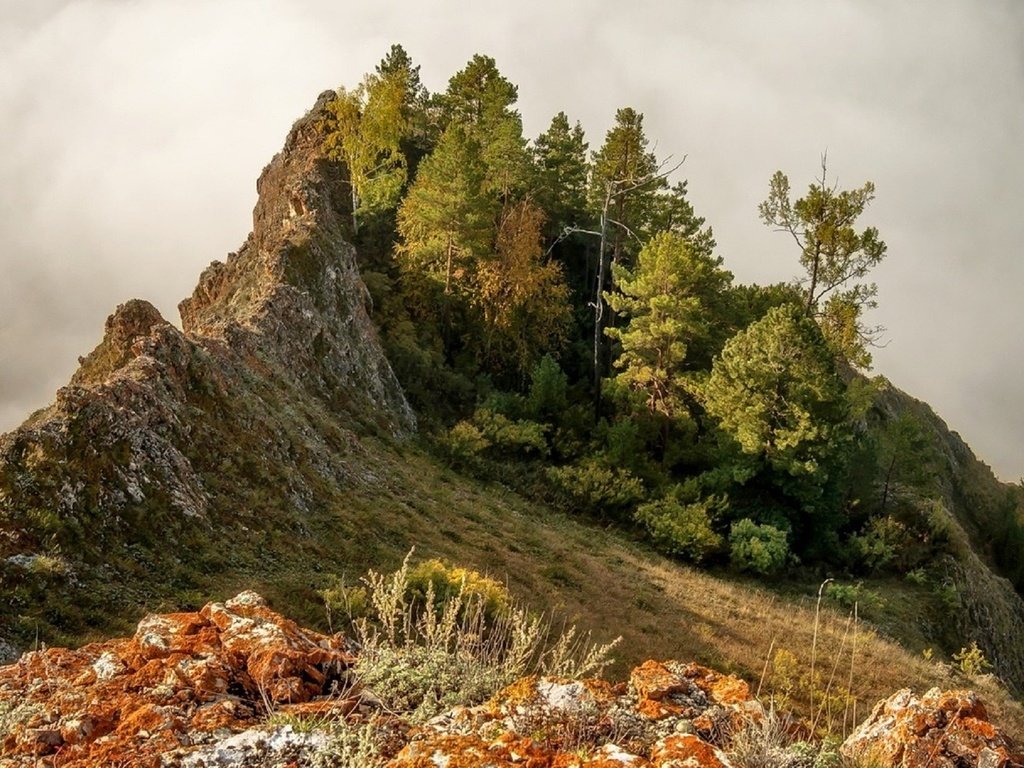 Обои деревья, горы, склон, горный хребет, хребет, марина фомина, trees, mountains, slope, mountain range, ridge, marina fomina разрешение 1920x1213 Загрузить