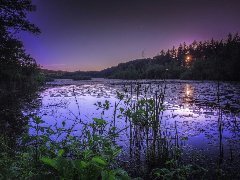 Обои трава, озеро, природа, лес, закат, grass, lake, nature, forest, sunset разрешение 2048x1342 Загрузить