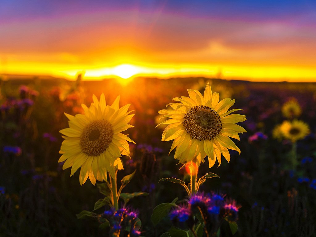 Обои природа, закат, пейзаж, поле, подсолнухи, nature, sunset, landscape, field, sunflowers разрешение 2008x1341 Загрузить