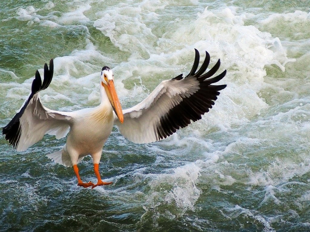 Обои вода, волны, крылья, птица, клюв, перья, пеликан, water, wave, wings, bird, beak, feathers, pelican разрешение 1920x1139 Загрузить