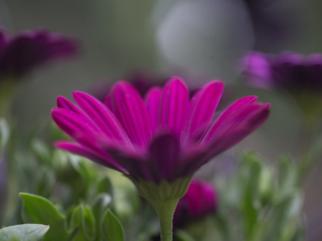 Обои цветы, лепестки, размытость, остеоспермум, flowers, petals, blur, osteospermum разрешение 5184x3456 Загрузить