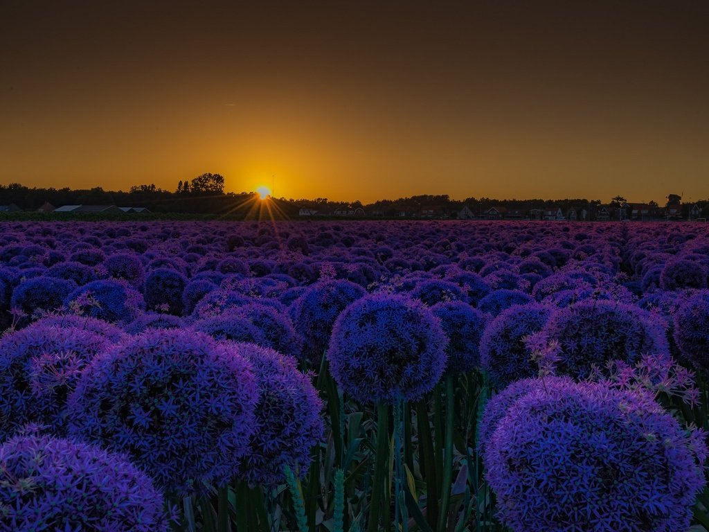 Обои цветы, закат, поле, лук, декоративный лук, аллиум, flowers, sunset, field, bow, decorative bow, allium разрешение 2048x1355 Загрузить