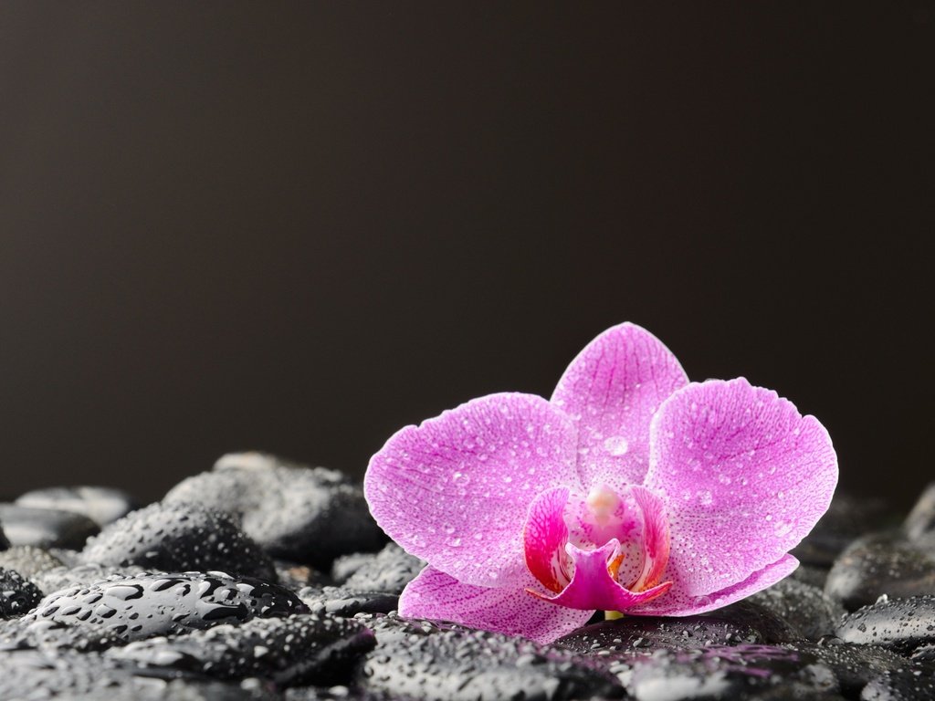 Обои камни, цветок, капли, лепестки, черный фон, орхидея, stones, flower, drops, petals, black background, orchid разрешение 3630x2722 Загрузить