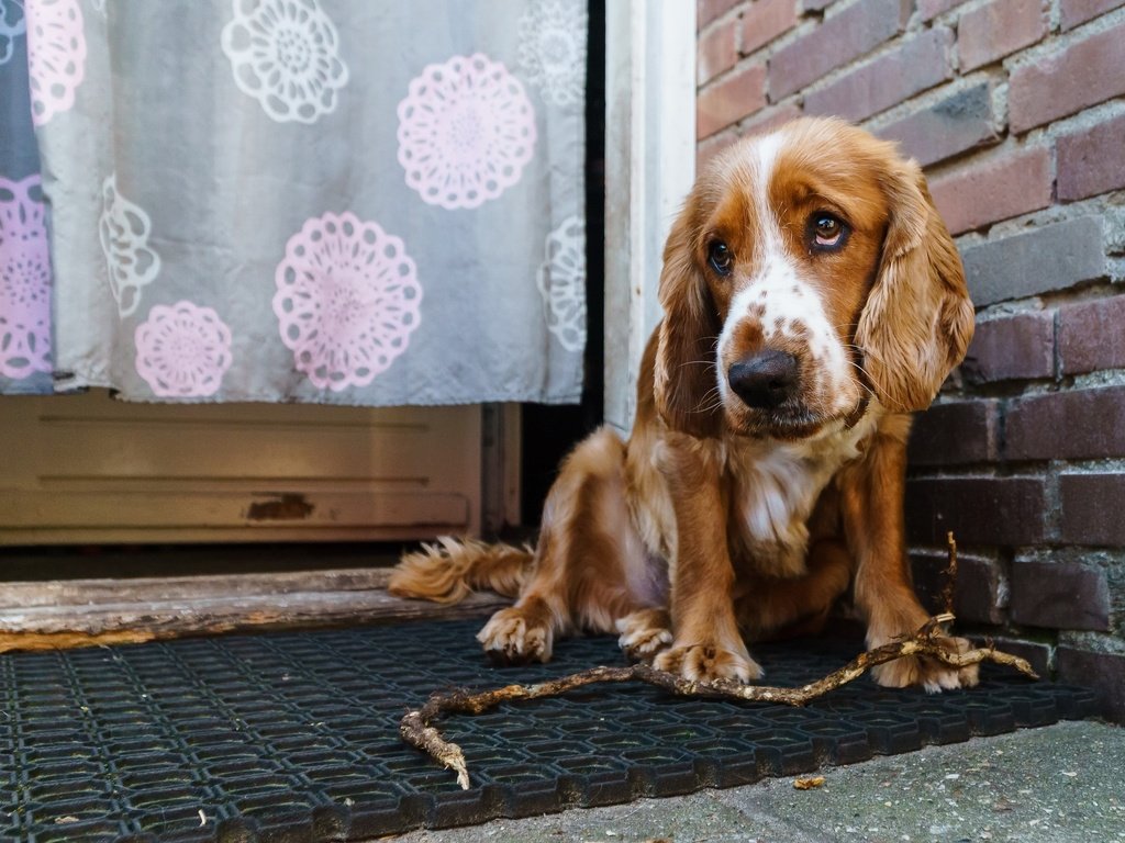 Обои глаза, взгляд, собака, дом, спаниель, кокер-спаниель, eyes, look, dog, house, spaniel, cocker spaniel разрешение 2738x1825 Загрузить