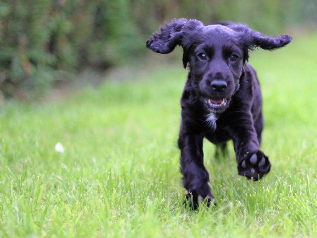 Обои трава, мордочка, взгляд, собака, щенок, кокер-спаниель, grass, muzzle, look, dog, puppy, cocker spaniel разрешение 3965x3317 Загрузить