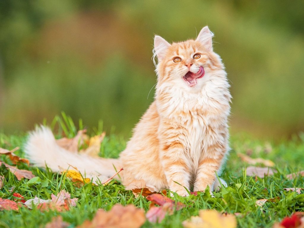 Обои трава, листья, кот, мордочка, кошка, взгляд, котенок, grass, leaves, cat, muzzle, look, kitty разрешение 1920x1200 Загрузить