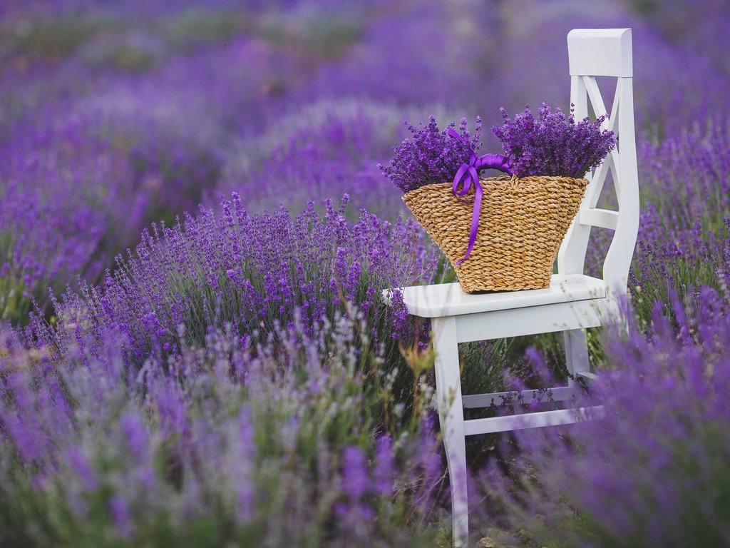 Обои цветы, поле, лаванда, стул, букет, корзина, flowers, field, lavender, chair, bouquet, basket разрешение 3840x2400 Загрузить