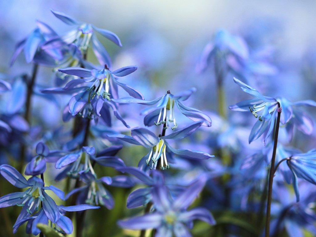 Обои цветы, весна, пролеска, flowers, spring, scilla разрешение 2880x1800 Загрузить