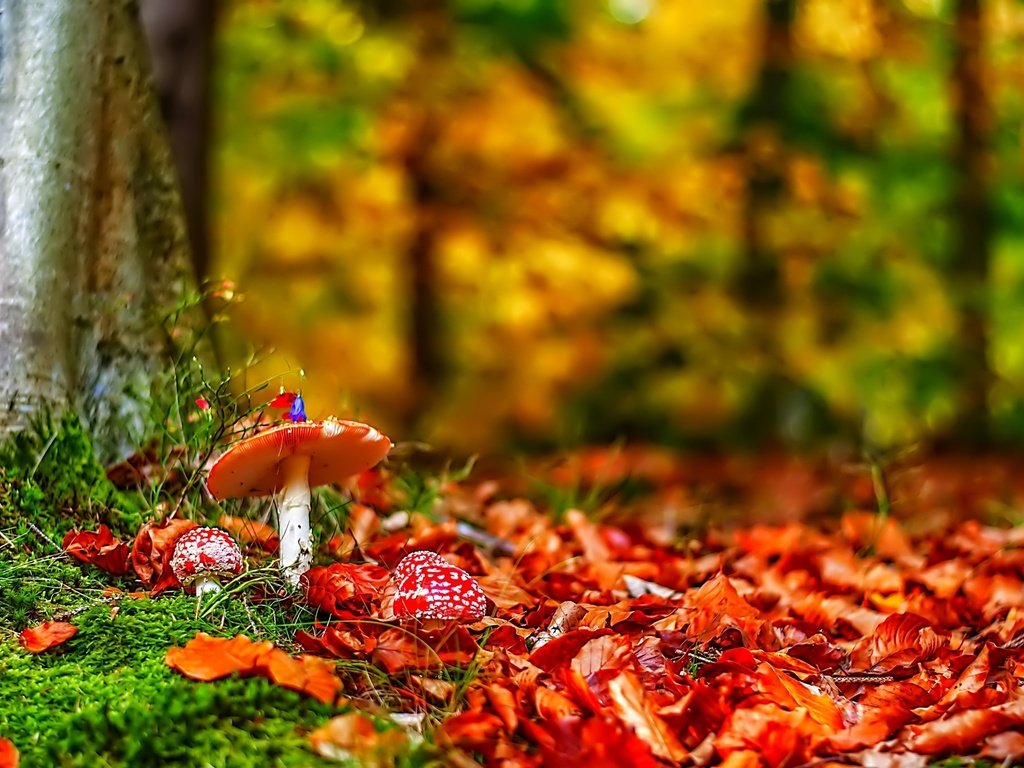 Обои природа, лес, листья, осень, грибы, мухоморы, nature, forest, leaves, autumn, mushrooms, amanita разрешение 2048x1360 Загрузить