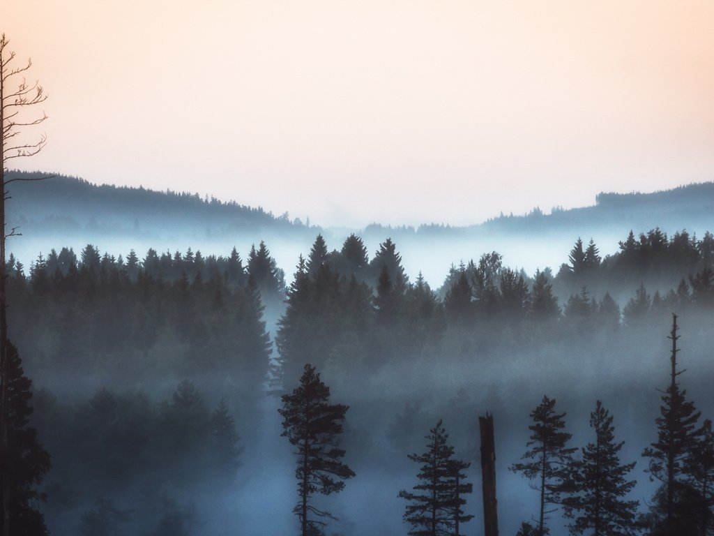 Обои природа, лес, пейзаж, утро, туман, сосны, nature, forest, landscape, morning, fog, pine разрешение 2560x1600 Загрузить