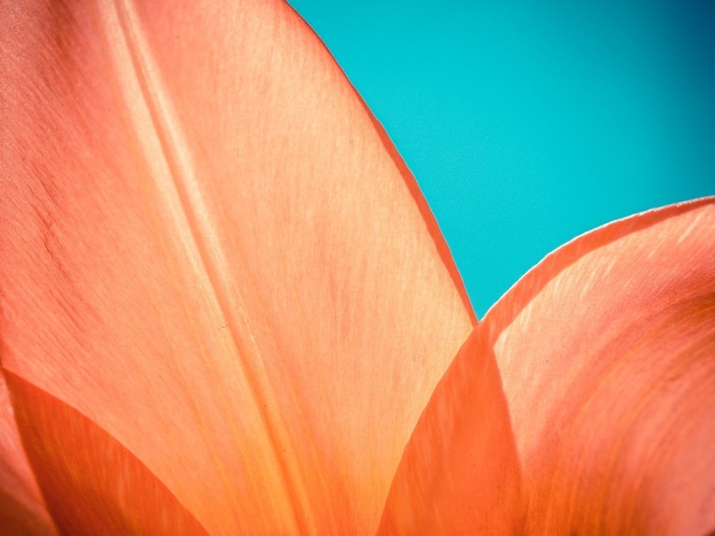 Обои макро, цветок, оранжевый, лепесток, macro, flower, orange, petal разрешение 1920x1080 Загрузить