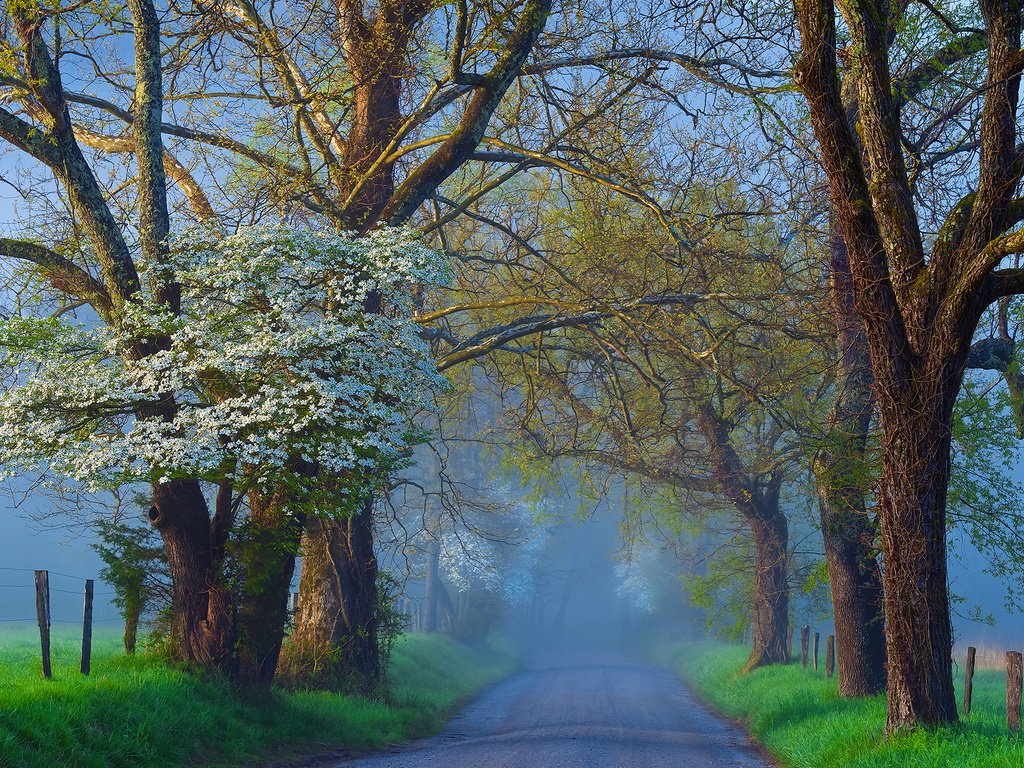 Обои дорога, деревья, природа, туман, ветки, road, trees, nature, fog, branches разрешение 2048x1365 Загрузить