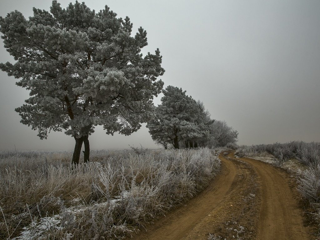 Обои дорога, деревья, природа, растения, пейзаж, утро, туман, иней, road, trees, nature, plants, landscape, morning, fog, frost разрешение 2560x1707 Загрузить