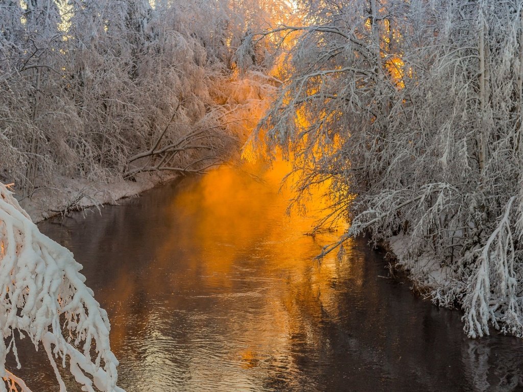 Обои деревья, река, природа, лес, ветки, иней, trees, river, nature, forest, branches, frost разрешение 1920x1200 Загрузить