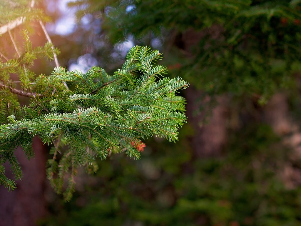 Обои ветка, дерево, хвоя, макро, ветви, ель, branch, tree, needles, macro, spruce разрешение 1920x1200 Загрузить