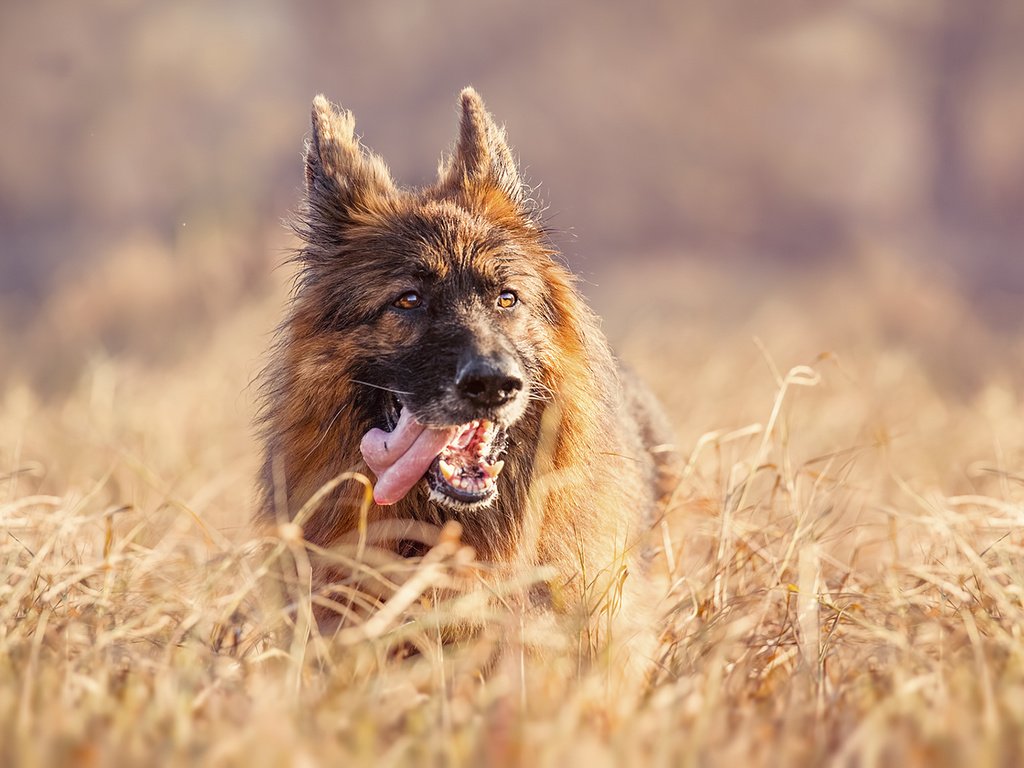 Обои трава, собака, язык, немецкая овчарка, grass, dog, language, german shepherd разрешение 1920x1080 Загрузить