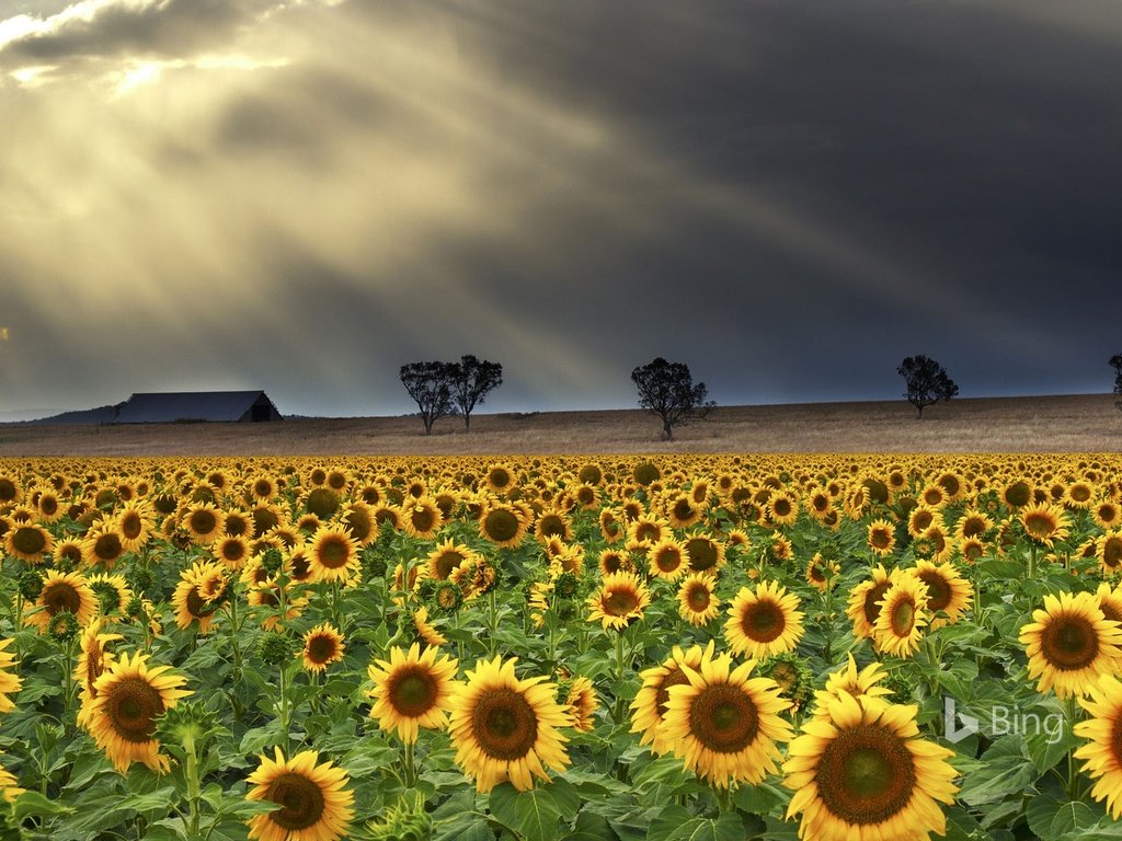 Обои деревья, природа, тучи, лучи, поле, подсолнухи, trees, nature, clouds, rays, field, sunflowers разрешение 1920x1200 Загрузить