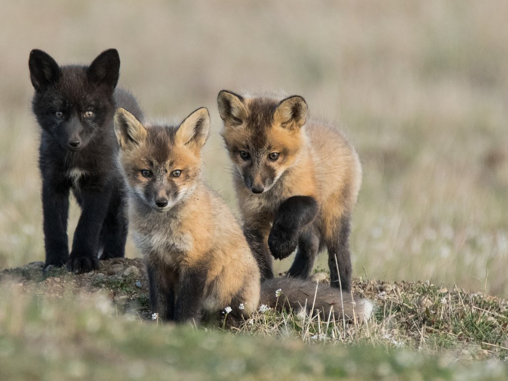 Обои семья, детеныши, лисята, лисы, family, cubs, fox разрешение 3840x2400 Загрузить