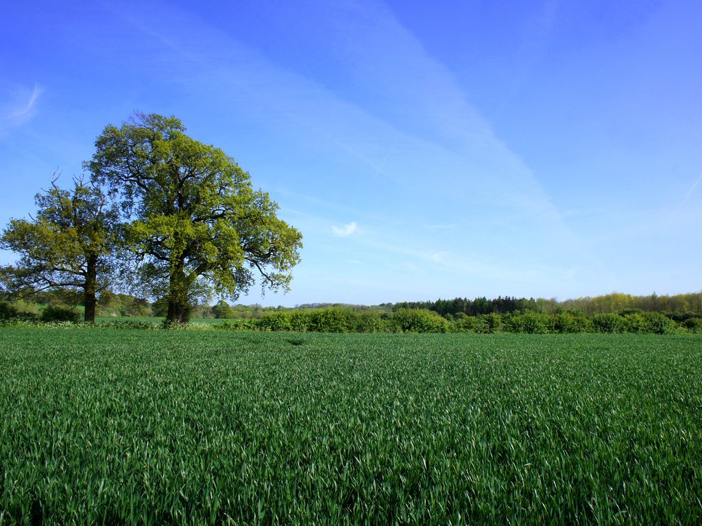 Обои небо, трава, деревья, пейзаж, поле, горизонт, the sky, grass, trees, landscape, field, horizon разрешение 3840x2400 Загрузить