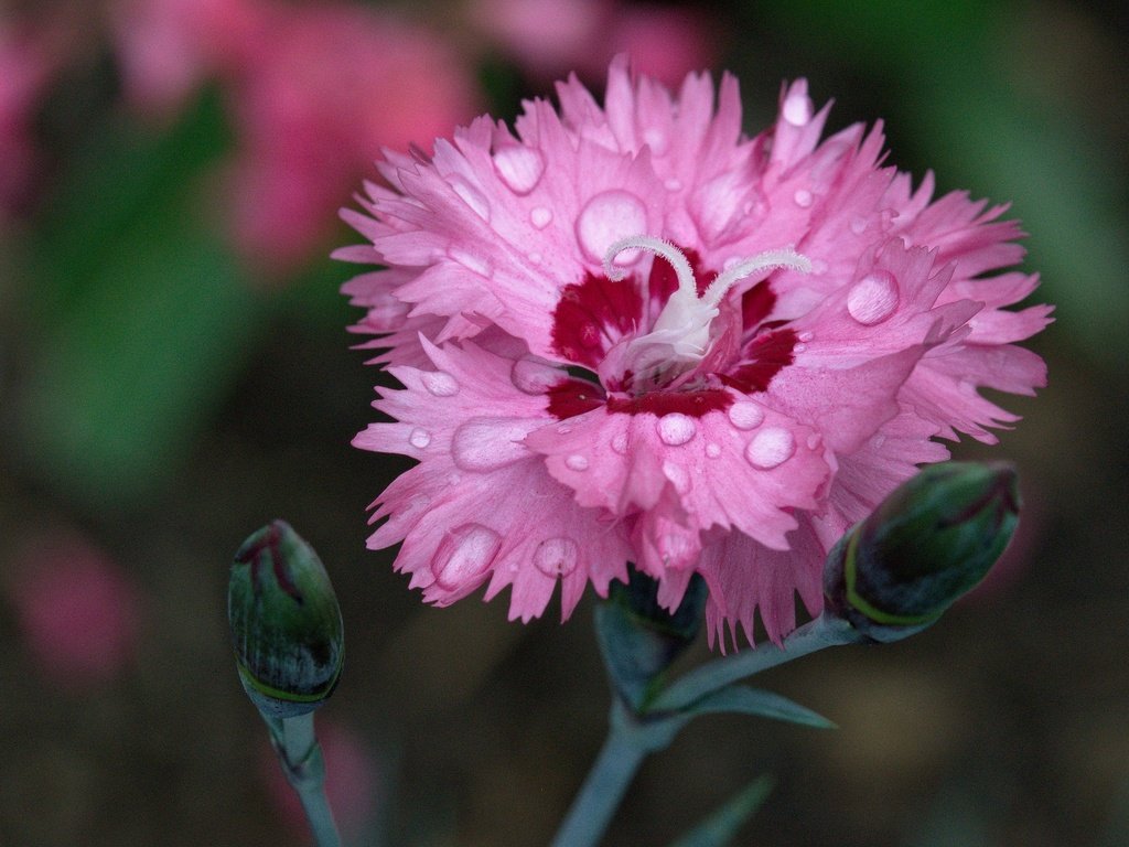 Обои цветение, цветок, капли, лепестки, гвоздика, flowering, flower, drops, petals, carnation разрешение 2048x1365 Загрузить