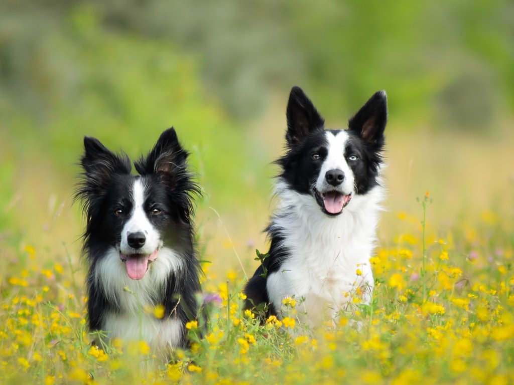 Обои цветы, луг, пара, собаки, бордер-колли, две собаки, flowers, meadow, pair, dogs, the border collie, two dogs разрешение 5673x3782 Загрузить