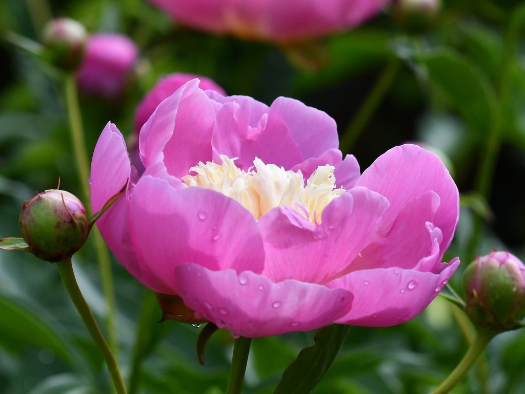 Обои бутоны, листья, макро, цветок, лепестки, розовый, пион, buds, leaves, macro, flower, petals, pink, peony разрешение 2048x1365 Загрузить