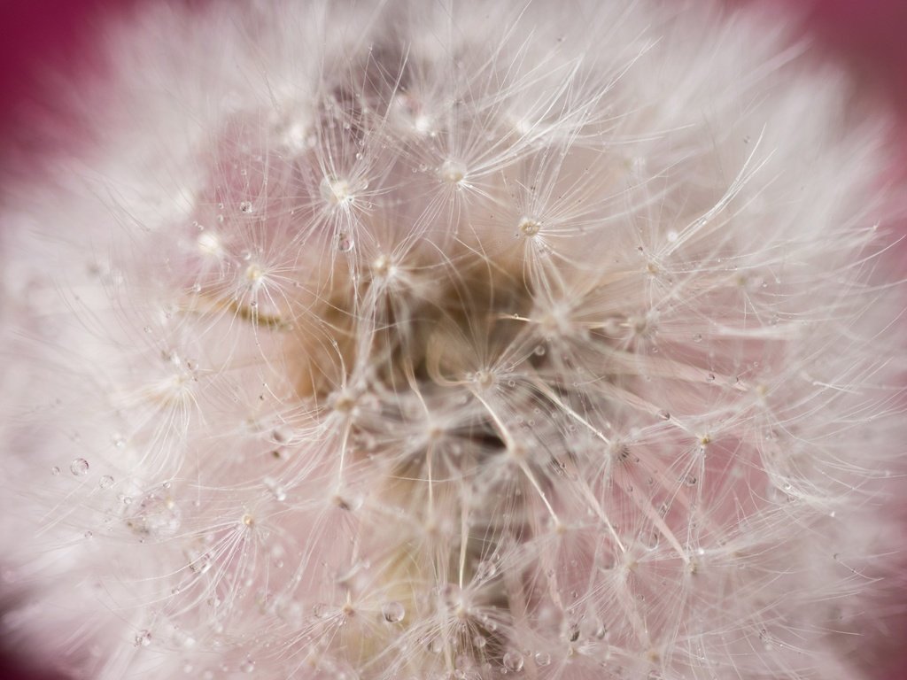 Обои природа, фон, цветок, капли, одуванчик, пушинки, былинка, nature, background, flower, drops, dandelion, fuzzes, blade of grass разрешение 5818x3879 Загрузить