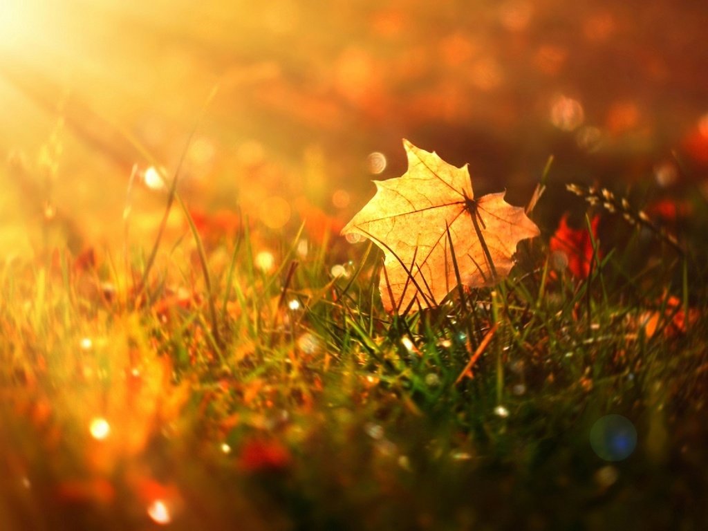 Обои трава, природа, осень, блики, лист, кленовый лист, grass, nature, autumn, glare, sheet, maple leaf разрешение 1920x1279 Загрузить