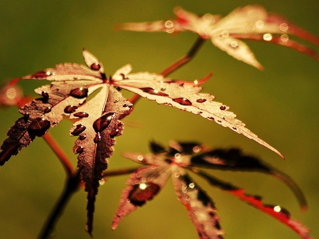 Обои листья, макро, роса, капли, осень, leaves, macro, rosa, drops, autumn разрешение 1920x1200 Загрузить