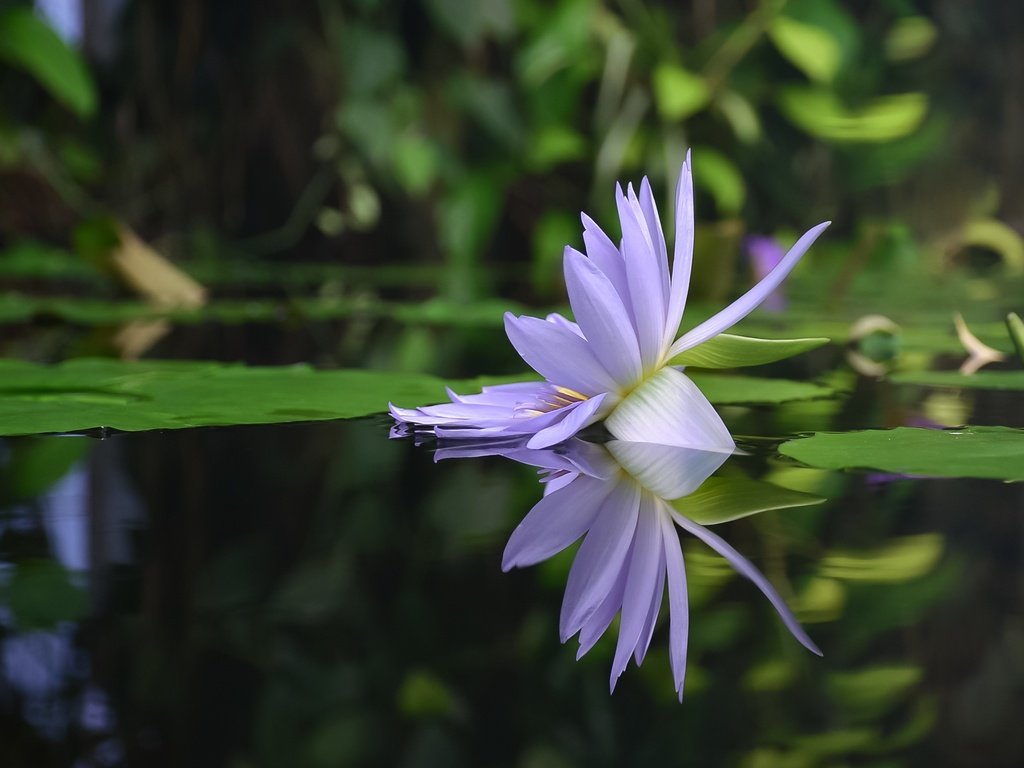 Обои вода, отражение, цветок, лепестки, кувшинка, нимфея, водяная лилия, water, reflection, flower, petals, lily, nymphaeum, water lily разрешение 2171x1502 Загрузить