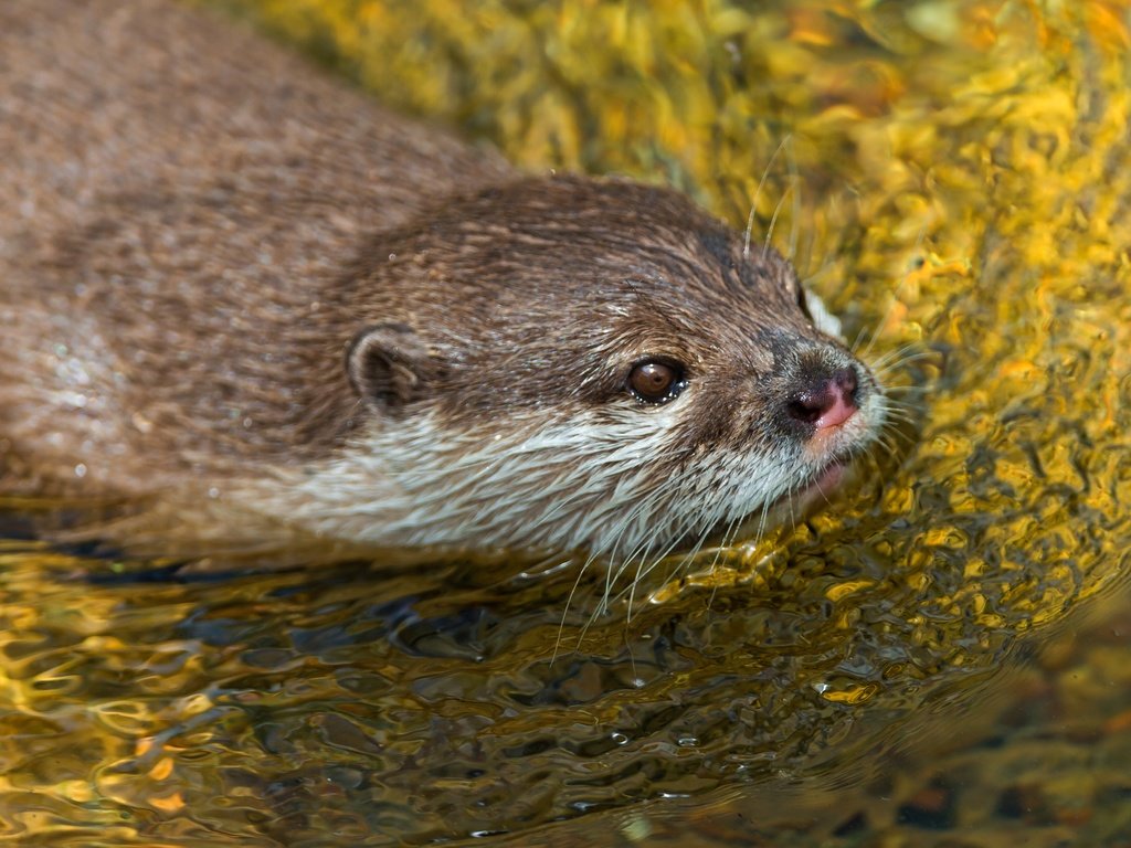 Обои вода, водоем, плывет, выдра, грызуны, water, pond, floats, otter, rodents разрешение 4519x2541 Загрузить