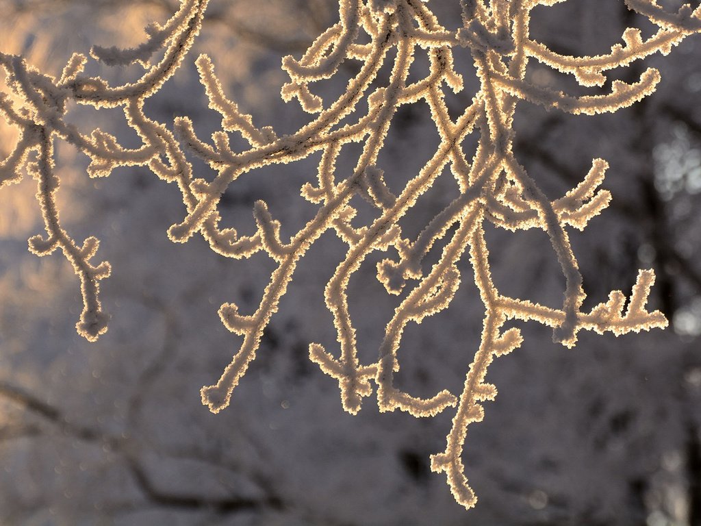 Обои снег, зима, макро, ветки, мороз, иней, snow, winter, macro, branches, frost разрешение 1920x1200 Загрузить